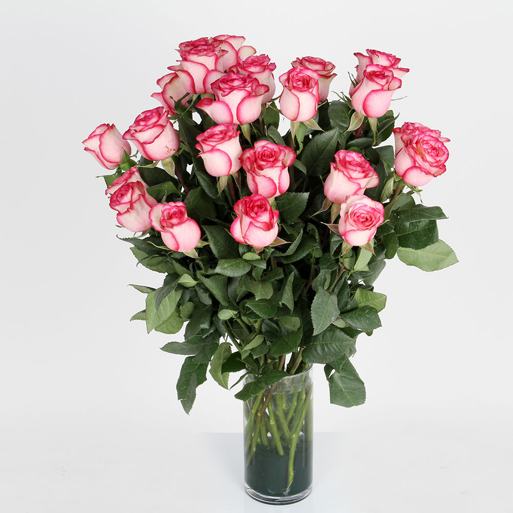 Rosas Variadas | Trébol Floristas